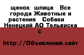 щенок  шпица - Все города Животные и растения » Собаки   . Ненецкий АО,Тельвиска с.